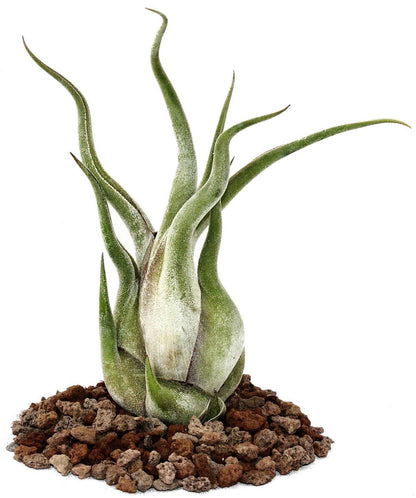 Tillandsia Caput-Medusae - www.Greenie.ae Buy online Best and Healthy Plants and quality products guarantee in Dubai Plants Shop in Dubai Abu Dhabi all over UAE Plants near me Fresh Plants in Dubai where to buy plants in UAE - Greenie.ae