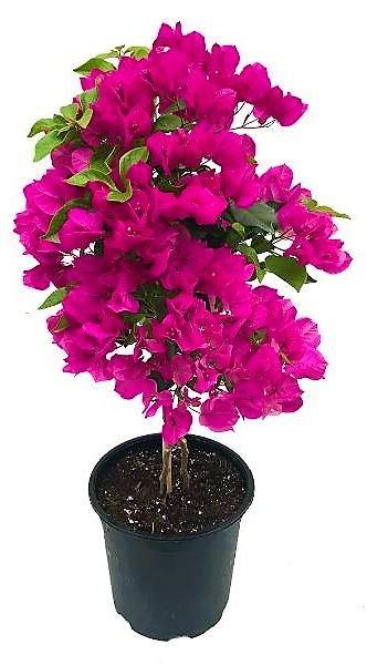 Bougainvillea Spectabilis Pink - www.Greenie.ae Buy online Best and Healthy Plants and quality products guarantee in Dubai Plants Shop in Dubai Abu Dhabi all over UAE Plants near me Fresh Plants in Dubai where to buy plants in UAE - Greenie.ae