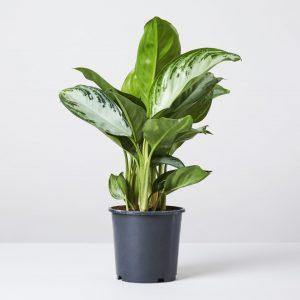 Aglaonema Pattaya Beauty - www.Greenie.ae Buy online Best and Healthy Plants and quality products guarantee in Dubai Plants Shop in Dubai Abu Dhabi all over UAE Plants near me Fresh Plants in Dubai where to buy plants in UAE - Greenie.ae