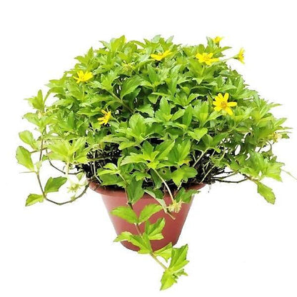 Wedelia Trilobata, Creeping Daisy or Rabbit Paw (small) - www.Greenie.ae Buy online Best and Healthy Plants and quality products guarantee in Dubai Plants Shop in Dubai Abu Dhabi all over UAE Plants near me Fresh Plants in Dubai where to buy plants in UAE - Greenie.ae