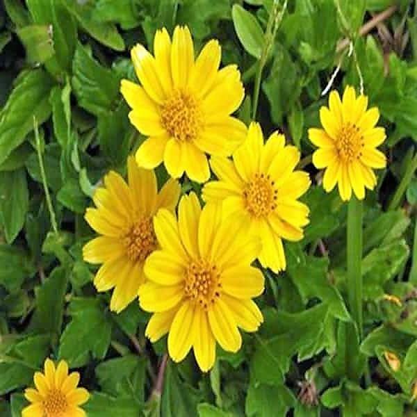 Wedelia Trilobata, Creeping Daisy or Rabbit Paw (small) - www.Greenie.ae Buy online Best and Healthy Plants and quality products guarantee in Dubai Plants Shop in Dubai Abu Dhabi all over UAE Plants near me Fresh Plants in Dubai where to buy plants in UAE - Greenie.ae