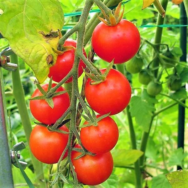 Cherry Tomato Plant - www.Greenie.ae Buy online Best and Healthy Plants and quality products guarantee in Dubai Plants Shop in Dubai Abu Dhabi all over UAE Plants near me Fresh Plants in Dubai where to buy plants in UAE - Greenie.ae