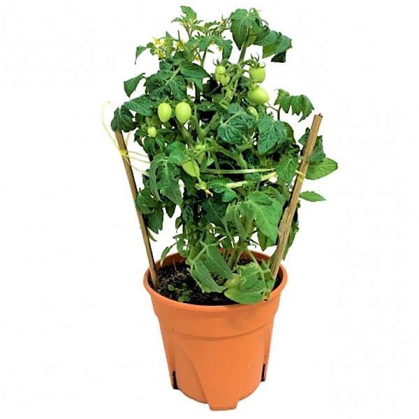 Cherry Tomato Plant - www.Greenie.ae Buy online Best and Healthy Plants and quality products guarantee in Dubai Plants Shop in Dubai Abu Dhabi all over UAE Plants near me Fresh Plants in Dubai where to buy plants in UAE - Greenie.ae