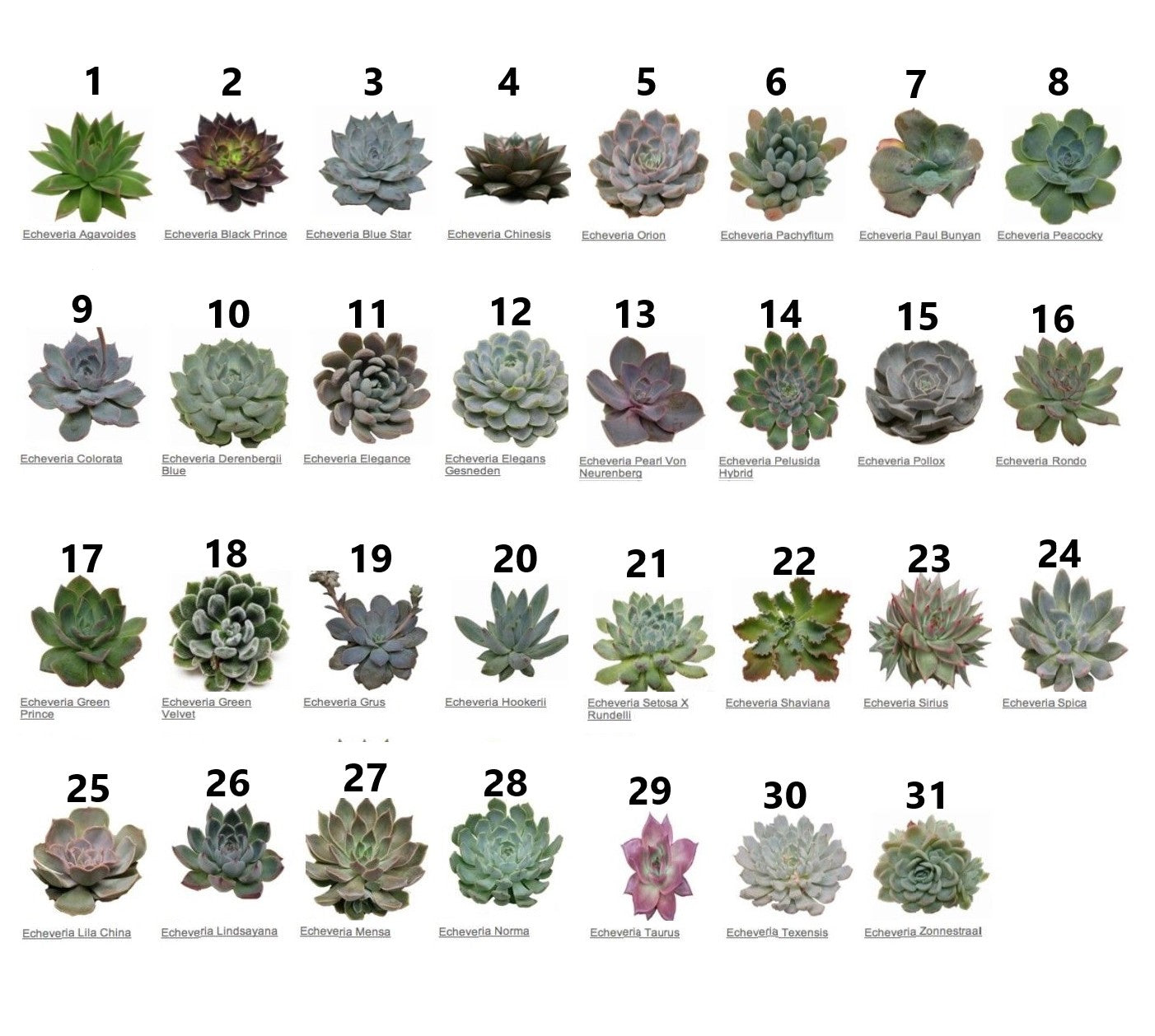 Mini succulents "Per Piece" - www.Greenie.ae Buy online Best and Healthy Plants and quality products guarantee in Dubai Plants Shop in Dubai Abu Dhabi all over UAE Plants near me Fresh Plants in Dubai where to buy plants in UAE - Greenie.ae