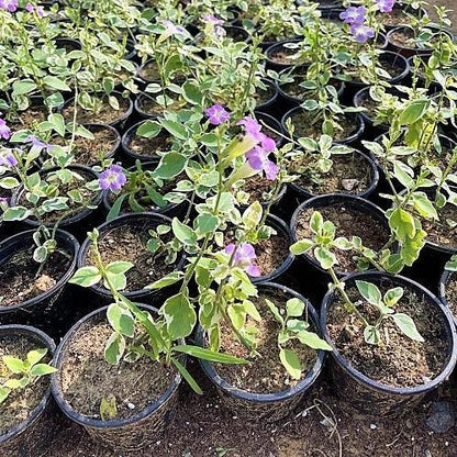 Asystasia Gangetica, Chinese Violet - www.Greenie.ae Buy online Best and Healthy Plants and quality products guarantee in Dubai Plants Shop in Dubai Abu Dhabi all over UAE Plants near me Fresh Plants in Dubai where to buy plants in UAE - Greenie.ae