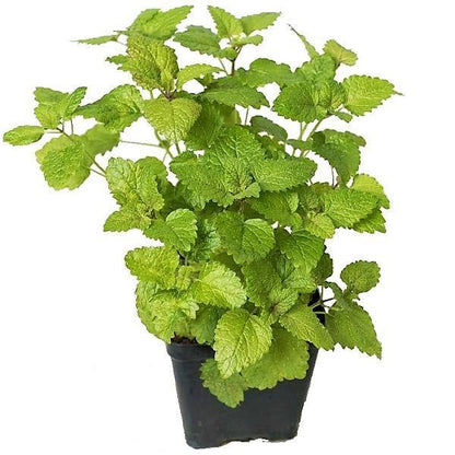 Mint Plant, Mentha - www.Greenie.ae Buy online Best and Healthy Plants and quality products guarantee in Dubai Plants Shop in Dubai Abu Dhabi all over UAE Plants near me Fresh Plants in Dubai where to buy plants in UAE - Greenie.ae