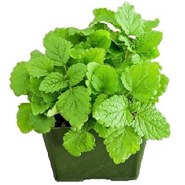 Melissa, Balm Mint - www.Greenie.ae Buy online Best and Healthy Plants and quality products guarantee in Dubai Plants Shop in Dubai Abu Dhabi all over UAE Plants near me Fresh Plants in Dubai where to buy plants in UAE - Greenie.ae