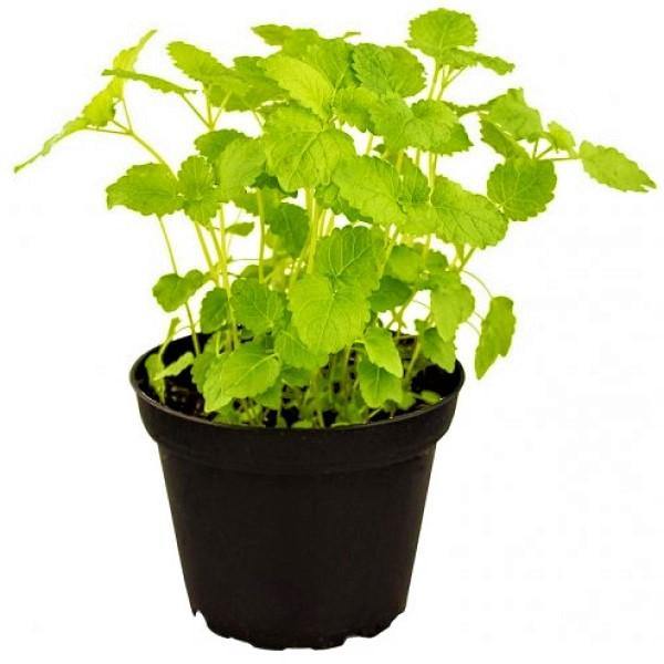 Mint Plant, Mentha - www.Greenie.ae Buy online Best and Healthy Plants and quality products guarantee in Dubai Plants Shop in Dubai Abu Dhabi all over UAE Plants near me Fresh Plants in Dubai where to buy plants in UAE - Greenie.ae