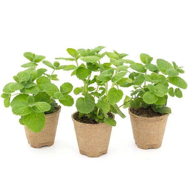 Mint Plant, Mentha - www.Greenie.ae Buy online Best and Healthy Plants and quality products guarantee in Dubai Plants Shop in Dubai Abu Dhabi all over UAE Plants near me Fresh Plants in Dubai where to buy plants in UAE - Greenie.ae