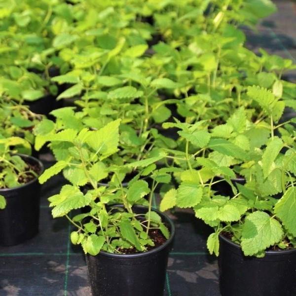 Mint Plant, Mentha - www.Greenie.ae Buy online Best and Healthy Plants and quality products guarantee in Dubai Plants Shop in Dubai Abu Dhabi all over UAE Plants near me Fresh Plants in Dubai where to buy plants in UAE - Greenie.ae