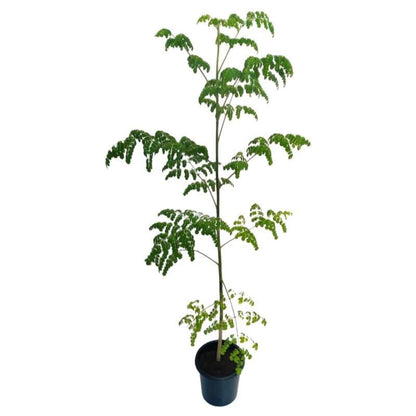 Moringa Oleifera, Drum Stick - www.Greenie.ae Buy online Best and Healthy Plants and quality products guarantee in Dubai Plants Shop in Dubai Abu Dhabi all over UAE Plants near me Fresh Plants in Dubai where to buy plants in UAE - Greenie.ae