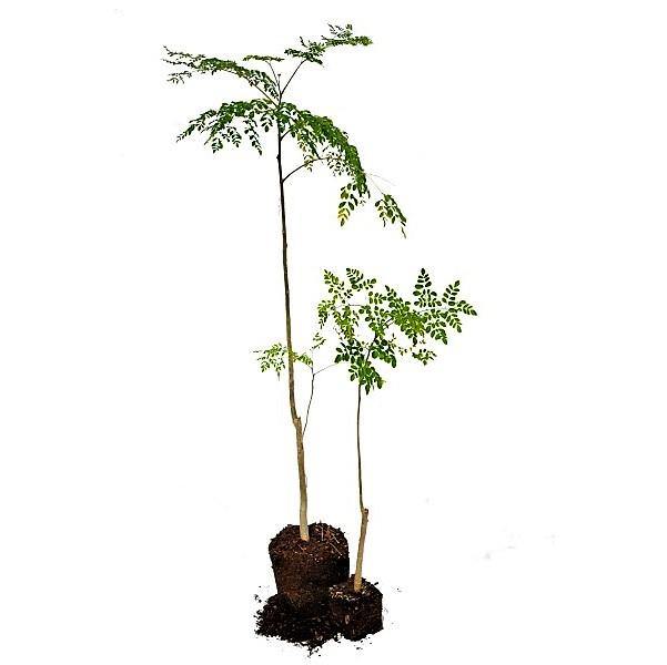 Moringa Oleifera, Drum Stick - www.Greenie.ae Buy online Best and Healthy Plants and quality products guarantee in Dubai Plants Shop in Dubai Abu Dhabi all over UAE Plants near me Fresh Plants in Dubai where to buy plants in UAE - Greenie.ae