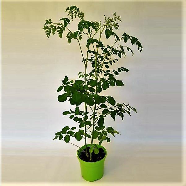 Moringa Oleifera, Drum Stick - www.Greenie.ae Buy online Best and Healthy Plants and quality products guarantee in Dubai Plants Shop in Dubai Abu Dhabi all over UAE Plants near me Fresh Plants in Dubai where to buy plants in UAE - Greenie.ae