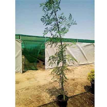 Moringa Oleifera, Drum Stick - www.Greenie.ae Buy online Best and Healthy Plants and quality products guarantee in Dubai Plants Shop in Dubai Abu Dhabi all over UAE Plants near me Fresh Plants in Dubai where to buy plants in UAE - Greenie.ae