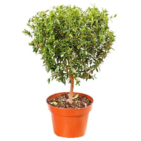 ‎Myrtle, Myrtus Communis - www.Greenie.ae Buy online Best and Healthy Plants and quality products guarantee in Dubai Plants Shop in Dubai Abu Dhabi all over UAE Plants near me Fresh Plants in Dubai where to buy plants in UAE - Greenie.ae