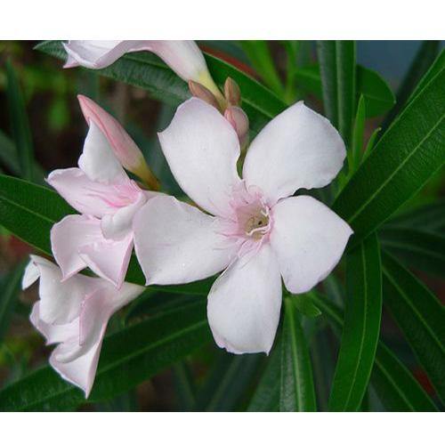 Nerium Oleander - www.Greenie.ae Buy online Best and Healthy Plants and quality products guarantee in Dubai Plants Shop in Dubai Abu Dhabi all over UAE Plants near me Fresh Plants in Dubai where to buy plants in UAE - Greenie.ae