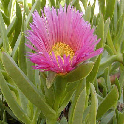 Carpobrotus Edulis, Ice Plant (small) - www.Greenie.ae Buy online Best and Healthy Plants and quality products guarantee in Dubai Plants Shop in Dubai Abu Dhabi all over UAE Plants near me Fresh Plants in Dubai where to buy plants in UAE - Greenie.ae