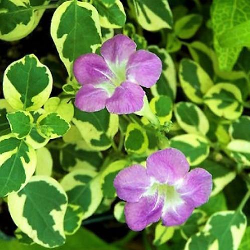 Asystasia Gangetica, Chinese Violet - www.Greenie.ae Buy online Best and Healthy Plants and quality products guarantee in Dubai Plants Shop in Dubai Abu Dhabi all over UAE Plants near me Fresh Plants in Dubai where to buy plants in UAE - Greenie.ae