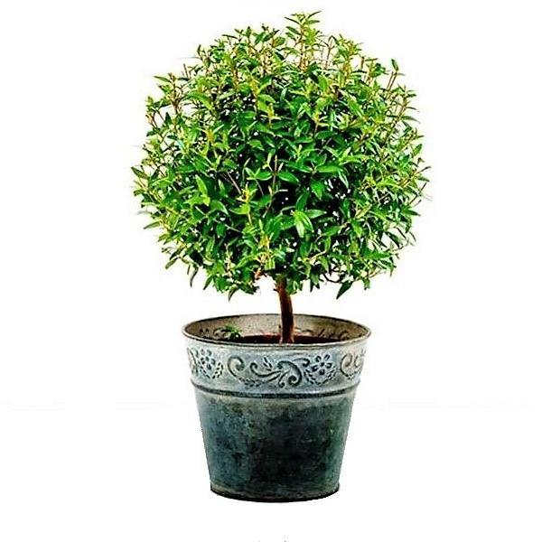 ‎Myrtle, Myrtus Communis - www.Greenie.ae Buy online Best and Healthy Plants and quality products guarantee in Dubai Plants Shop in Dubai Abu Dhabi all over UAE Plants near me Fresh Plants in Dubai where to buy plants in UAE - Greenie.ae