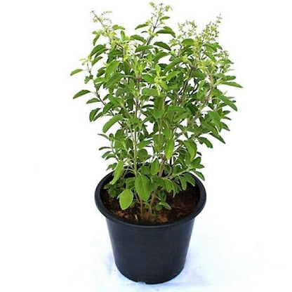 Tulsi plant, Ocimum Tenuiflorum, Holy Basil - www.Greenie.ae Buy online Best and Healthy Plants and quality products guarantee in Dubai Plants Shop in Dubai Abu Dhabi all over UAE Plants near me Fresh Plants in Dubai where to buy plants in UAE - Greenie.ae