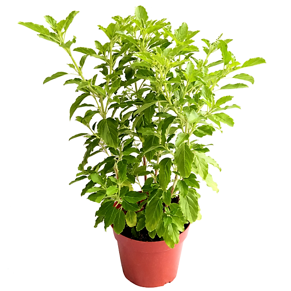 Tulsi plant, Ocimum Tenuiflorum, Holy Basil - www.Greenie.ae Buy online Best and Healthy Plants and quality products guarantee in Dubai Plants Shop in Dubai Abu Dhabi all over UAE Plants near me Fresh Plants in Dubai where to buy plants in UAE - Greenie.ae