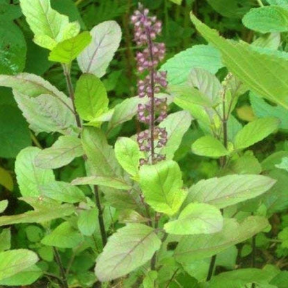 Tulsi plant, Ocimum Tenuiflorum, Holy Basil - www.Greenie.ae Buy online Best and Healthy Plants and quality products guarantee in Dubai Plants Shop in Dubai Abu Dhabi all over UAE Plants near me Fresh Plants in Dubai where to buy plants in UAE - Greenie.ae