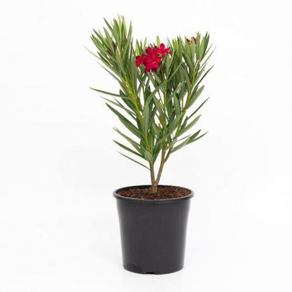 Nerium Oleander - www.Greenie.ae Buy online Best and Healthy Plants and quality products guarantee in Dubai Plants Shop in Dubai Abu Dhabi all over UAE Plants near me Fresh Plants in Dubai where to buy plants in UAE - Greenie.ae