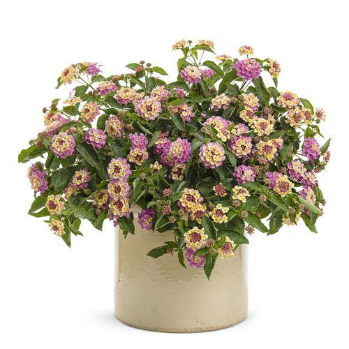 Lantana Camara, Pinkmound, West Indian Lantana - www.Greenie.ae Buy online Best and Healthy Plants and quality products guarantee in Dubai Plants Shop in Dubai Abu Dhabi all over UAE Plants near me Fresh Plants in Dubai where to buy plants in UAE - Greenie.ae