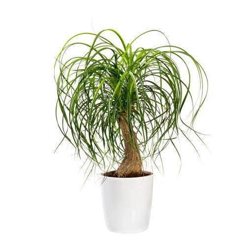 Beaucarnea Recurvata, Elephant-Foot Tree - www.Greenie.ae Buy online Best and Healthy Plants and quality products guarantee in Dubai Plants Shop in Dubai Abu Dhabi all over UAE Plants near me Fresh Plants in Dubai where to buy plants in UAE - Greenie.ae