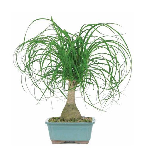 Beaucarnea Recurvata, Elephant-Foot Tree - www.Greenie.ae Buy online Best and Healthy Plants and quality products guarantee in Dubai Plants Shop in Dubai Abu Dhabi all over UAE Plants near me Fresh Plants in Dubai where to buy plants in UAE - Greenie.ae