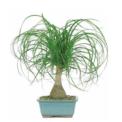 Beaucarnea Recurvata, Elephant-Foot Tree - www.Greenie.ae Buy online Best and Healthy Plants and quality products guarantee in Dubai Plants Shop in Dubai Abu Dhabi all over UAE Plants near me Fresh Plants in Dubai where to buy plants in UAE - Greenie.ae