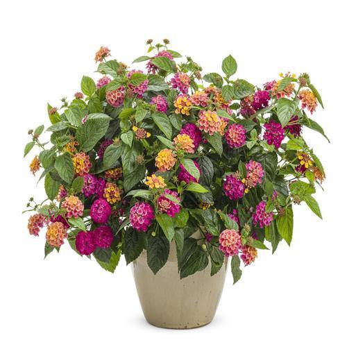 Lantana Camara, Pinkmound, West Indian Lantana - www.Greenie.ae Buy online Best and Healthy Plants and quality products guarantee in Dubai Plants Shop in Dubai Abu Dhabi all over UAE Plants near me Fresh Plants in Dubai where to buy plants in UAE - Greenie.ae