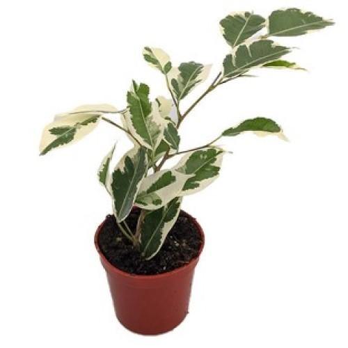 Asystasia Gangetica, Chinese Violet - www.Greenie.ae Buy online Best and Healthy Plants and quality products guarantee in Dubai Plants Shop in Dubai Abu Dhabi all over UAE Plants near me Fresh Plants in Dubai where to buy plants in UAE - Greenie.ae