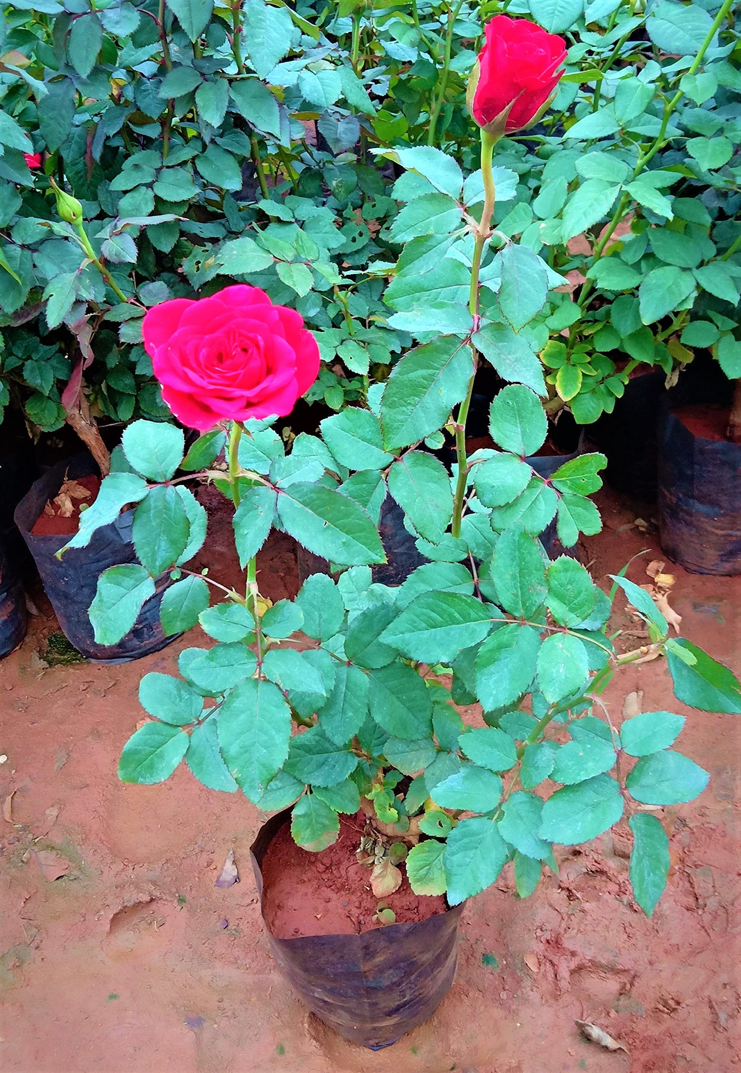 Rose Plant Outdoor - www.Greenie.ae Buy online Best and Healthy Plants and quality products guarantee in Dubai Plants Shop in Dubai Abu Dhabi all over UAE Plants near me Fresh Plants in Dubai where to buy plants in UAE - Greenie.ae