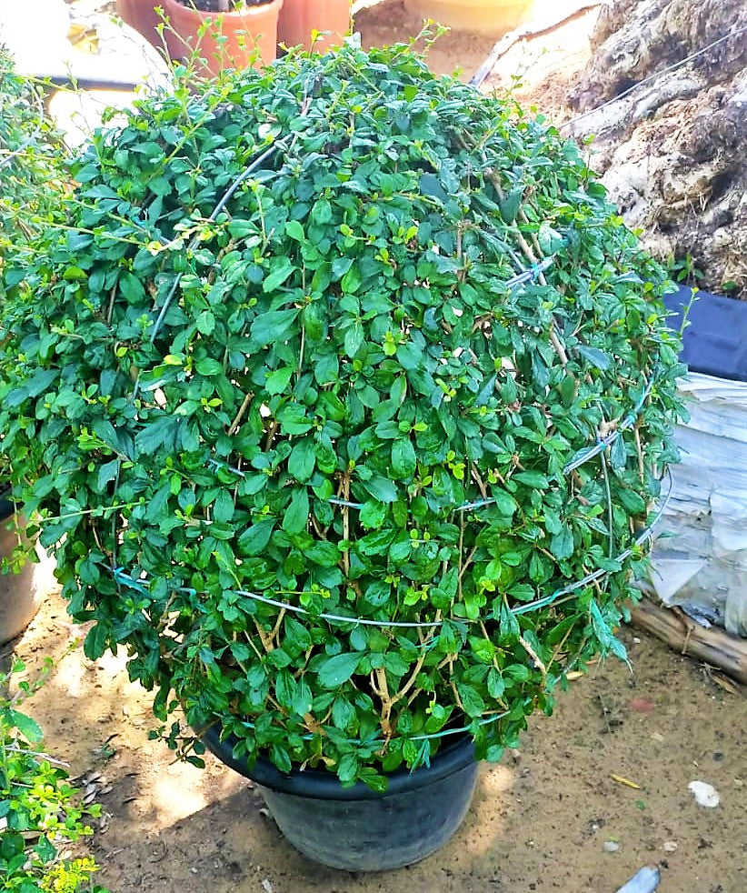 Ehretia Big (Different Shapes) - www.Greenie.ae Buy online Best and Healthy Plants and quality products guarantee in Dubai Plants Shop in Dubai Abu Dhabi all over UAE Plants near me Fresh Plants in Dubai where to buy plants in UAE - Greenie.ae