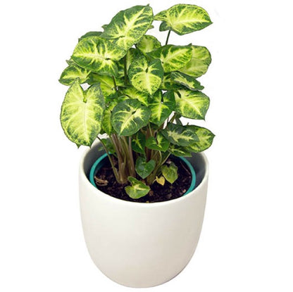 Syngonium Philodendron Arrowhead - www.Greenie.ae Buy online Best and Healthy Plants and quality products guarantee in Dubai Plants Shop in Dubai Abu Dhabi all over UAE Plants near me Fresh Plants in Dubai where to buy plants in UAE - Greenie.ae