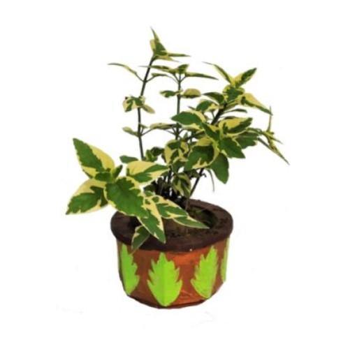 Asystasia Gangetica, Chinese Violet - www.Greenie.ae Buy online Best and Healthy Plants and quality products guarantee in Dubai Plants Shop in Dubai Abu Dhabi all over UAE Plants near me Fresh Plants in Dubai where to buy plants in UAE - Greenie.ae