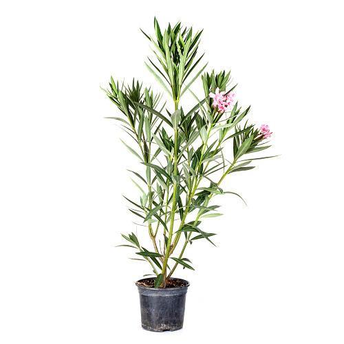 Nerium Oleander - www.Greenie.ae Buy online Best and Healthy Plants and quality products guarantee in Dubai Plants Shop in Dubai Abu Dhabi all over UAE Plants near me Fresh Plants in Dubai where to buy plants in UAE - Greenie.ae