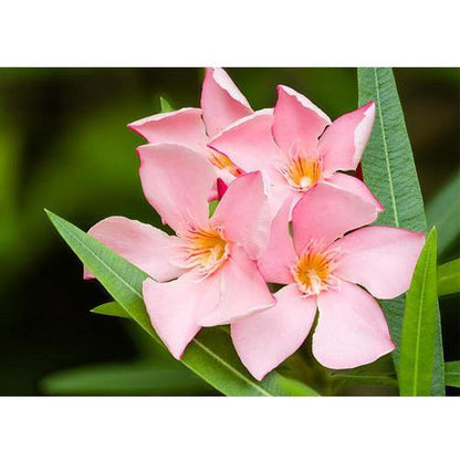 Nerium Oleander - www.Greenie.ae Buy online Best and Healthy Plants and quality products guarantee in Dubai Plants Shop in Dubai Abu Dhabi all over UAE Plants near me Fresh Plants in Dubai where to buy plants in UAE - Greenie.ae