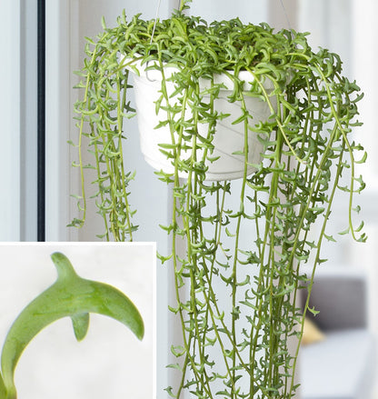 String of Dolphins , Senecio Peregrinus - www.Greenie.ae Buy online Best and Healthy Plants and quality products guarantee in Dubai Plants Shop in Dubai Abu Dhabi all over UAE Plants near me Fresh Plants in Dubai where to buy plants in UAE - Greenie.ae