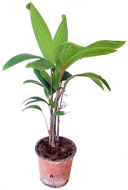 Carpentaria Palm, Carpentaria Acuminata - www.Greenie.ae Buy online Best and Healthy Plants and quality products guarantee in Dubai Plants Shop in Dubai Abu Dhabi all over UAE Plants near me Fresh Plants in Dubai where to buy plants in UAE - Greenie.ae