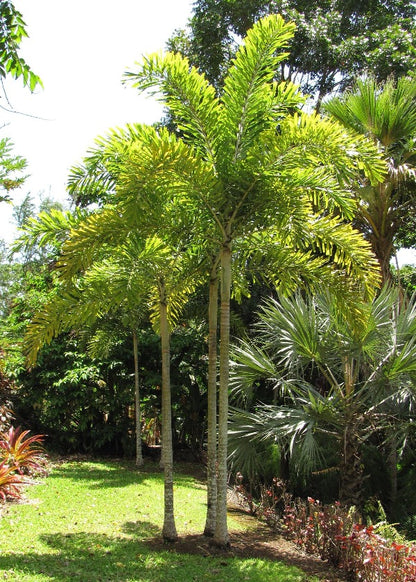 Foxtail Palm, Wodyetia Bifurcata - www.Greenie.ae Buy online Best and Healthy Plants and quality products guarantee in Dubai Plants Shop in Dubai Abu Dhabi all over UAE Plants near me Fresh Plants in Dubai where to buy plants in UAE - Greenie.ae