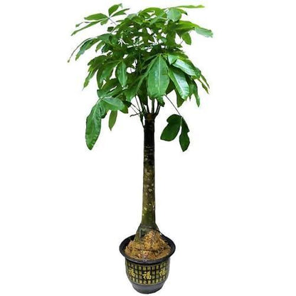 Pachira Aquatica, Money Tree - www.Greenie.ae Buy online Best and Healthy Plants and quality products guarantee in Dubai Plants Shop in Dubai Abu Dhabi all over UAE Plants near me Fresh Plants in Dubai where to buy plants in UAE - Greenie.ae