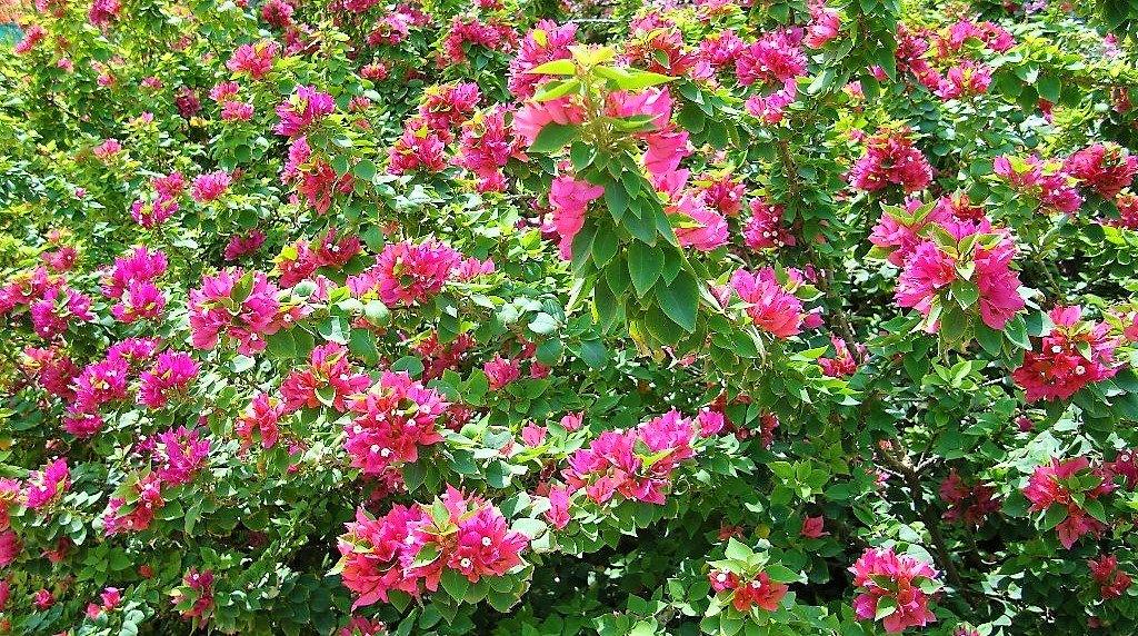 Bougainvillea Pink Pixie - www.Greenie.ae Buy online Best and Healthy Plants and quality products guarantee in Dubai Plants Shop in Dubai Abu Dhabi all over UAE Plants near me Fresh Plants in Dubai where to buy plants in UAE - Greenie.ae