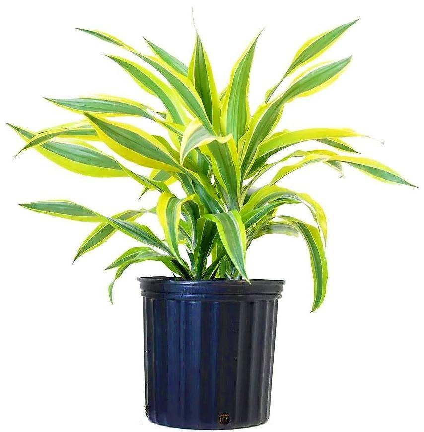 Dracaena Lemon Lime Mini - www.Greenie.ae Buy online Best and Healthy Plants and quality products guarantee in Dubai Plants Shop in Dubai Abu Dhabi all over UAE Plants near me Fresh Plants in Dubai where to buy plants in UAE - Greenie.ae