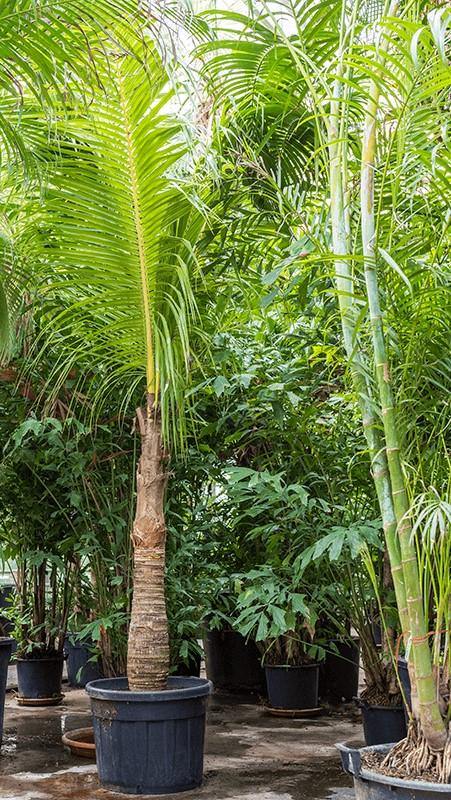 Coconut Palm, Cocos Nucifera - www.Greenie.ae Buy online Best and Healthy Plants and quality products guarantee in Dubai Plants Shop in Dubai Abu Dhabi all over UAE Plants near me Fresh Plants in Dubai where to buy plants in UAE - Greenie.ae