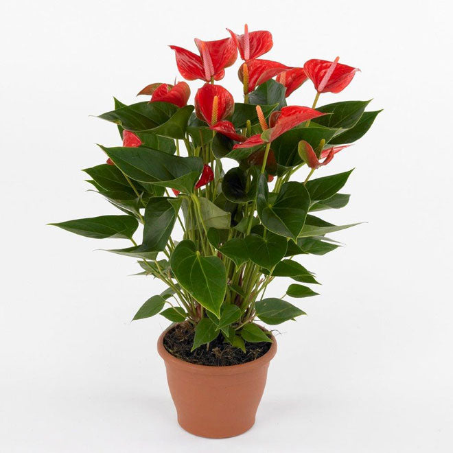 The Flamingo Flower, Anthurium, Andreanum - www.Greenie.ae Buy online Best and Healthy Plants and quality products guarantee in Dubai Plants Shop in Dubai Abu Dhabi all over UAE Plants near me Fresh Plants in Dubai where to buy plants in UAE - Greenie.ae