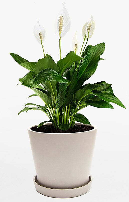 Peace Lily, Spathiphyllum - www.Greenie.ae Buy online Best and Healthy Plants and quality products guarantee in Dubai Plants Shop in Dubai Abu Dhabi all over UAE Plants near me Fresh Plants in Dubai where to buy plants in UAE - Greenie.ae