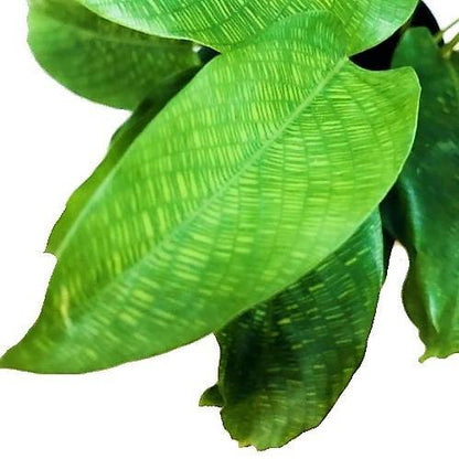 Calathea Mosaica, Network - www.Greenie.ae Buy online Best and Healthy Plants and quality products guarantee in Dubai Plants Shop in Dubai Abu Dhabi all over UAE Plants near me Fresh Plants in Dubai where to buy plants in UAE - Greenie.ae