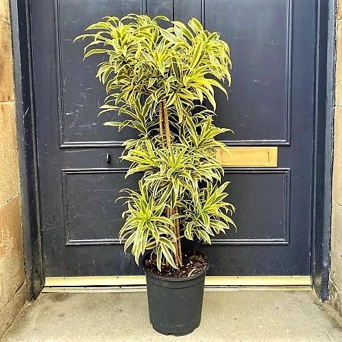 Dracaena Reflexa, Song of India, Pleomele - www.Greenie.ae Buy online Best and Healthy Plants and quality products guarantee in Dubai Plants Shop in Dubai Abu Dhabi all over UAE Plants near me Fresh Plants in Dubai where to buy plants in UAE - Greenie.ae